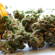 Illustration for article titled The Marijuana Business Badly Needs More Women
